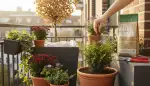 Herbstkur für Balkonpflanzen: Winterfest machen