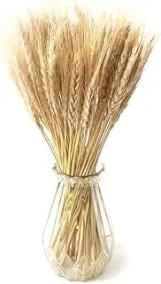 100PCS Natürliche Getrocknete Blumen Weizen Dekoration Getrocknete Blumen Weizen Natürliche Trock...