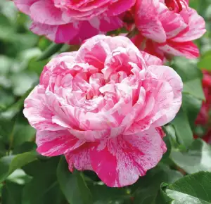 Kletterrose ’Colibri Fabfestival®‘ ist eine zweifarbige, duftende Rose. Die gefü