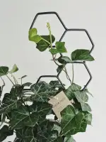 LEAFLO Honey Rankhilfe für Zimmerpflanzen klein 48 cm | Metall - Pflanzenstütze - Rankgitter - Blumengitter | Innenraum Dekoration | Für Pflanzenliebhaber, Schwarz