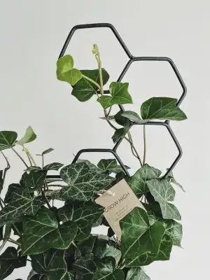 LEAFLO Honey Rankhilfe für Zimmerpflanzen klein 48 cm | Metall - Pflanzenstütze - Rankgitter - Blumengitter | Innenraum Dekoration | Für Pflanzenliebhaber, Schwarz