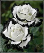 Kletterrosen Winterharte mehrjährige Rosen rhizome-Winterharte Rosen Dekoriere den Garten-Geeignet Balkonbepflanzung Freien-1 rhizom-E