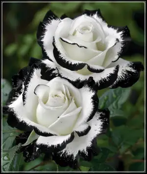 Kletterrosen Winterharte mehrjährige Rosen rhizome-Winterharte Rosen Dekoriere d