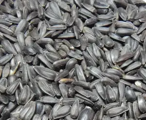 Sonnenblumenkerne schwarz 10 kg, Vogelfutter, Winterfutter,