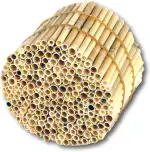 BeeCasa by Hiss Reet® Schilfrohrhalme Premium | Geschälter Bund | Insektenhotel & Bienenhotel Fül...