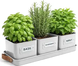 Green Thumbz 3 STK. Kräutertopf - Kräutertöpfe für Deinen Kräutergarten und Fens